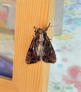 Gro&szlig;e Grasb&uuml;scheleule