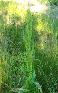 Großer-Sauerampfer-(Rumex-acetosa)