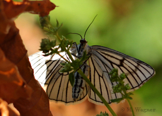 Hartheuspanner-im-Schatten