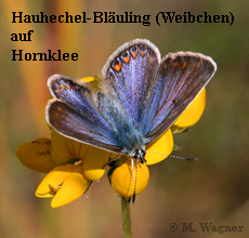 Hauhechel-Bläuling-Weibchen_Hornklee