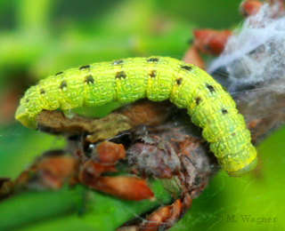 Hausmutter-Noctua-pronuba-Raupe