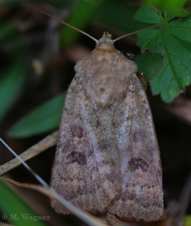 Hellbraune-Staubeule--Hoplodrina-ambigua