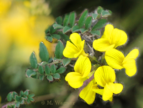 Hufeisenklee-(Hippocrepis-comosa)