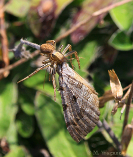 Johanniskrautspanner-mit-Gerandeter-Jagdspinne