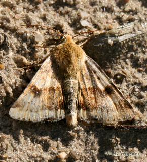 Karden-Sonneneule--Heliothis-viriplaca