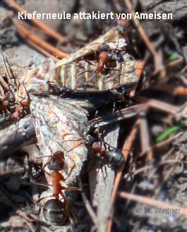 Kleiner-Frostspanner von Ameisen attakiert