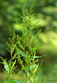 Krauser Ampfer  Rumex crispus