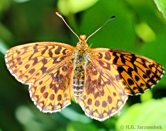 Magerrasen--Perlmuttfalter-dorsal