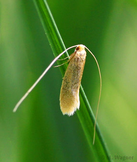 Nematopogon-swammerdamella-Gelber-Langfühler
