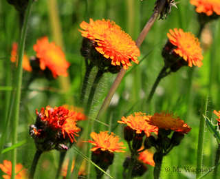 Orangerotes-Habichtskraut-Pilosella-aurantiaca