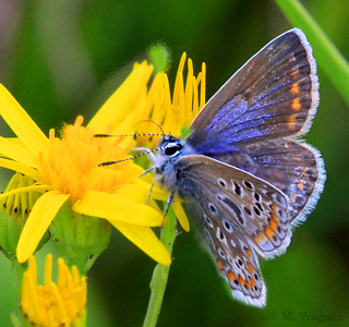 Polyommatus-icarus-female