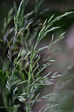 Rasen-Schmiele-(Deschampsia-cespitosa)