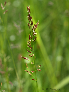 Rohrglanzgras-Phalaris-arundinacea