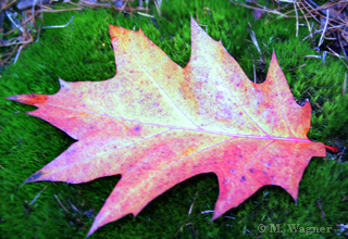 Roteiche-(Quercus-rubra)-Blatt