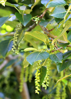 Schwarzpappel-(Populus-nigra)