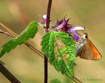 Thymelicus-lineola_Schwarznessel