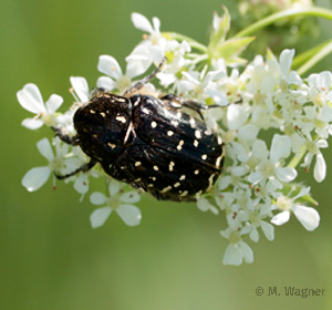 Trauer-Rosenkaefer-(Oxythyrea-funesta)
