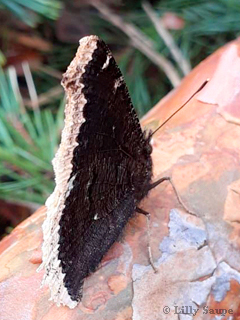 trauermantel fotografiert von Lilly Saupe