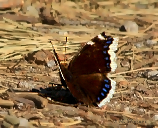 Trauermantel_Radeberge