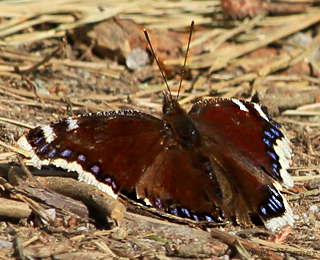 Trauermantel_Radeberge