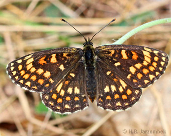 Wachtelweizen-Scheckenfalter in Pätz