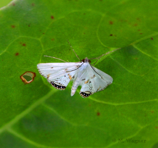 Wasserlinsenzuensler--Cataclysta-lemnata