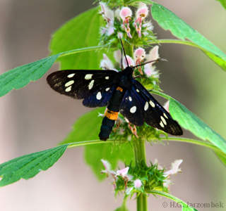 wei&szlig;fleckwidderchen_Gemeiner-Wolfstrapp
