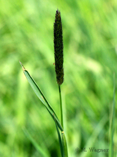 Wiesenfuchsschwanz