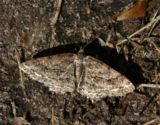 Zackenbindiger-Rindenspanner-Ectropis-crepuscularia