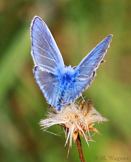 hauhechel-bläuling-ruht-auf-rispen-fllockenblume