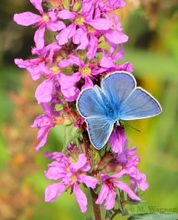 hauhechel-bläuling_blutweiderich