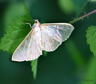 nesselzünsler dorsal