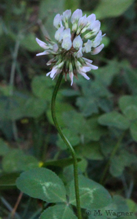 Weißklee-Blüte