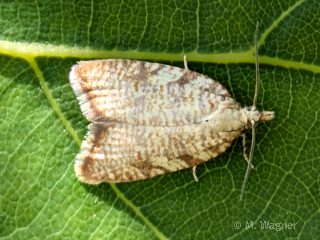 Aleimma loeflingiana