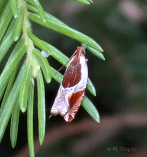 Ancylis unculana
