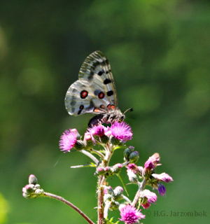 Apollo-auf-Sumpf-Kratzdistel