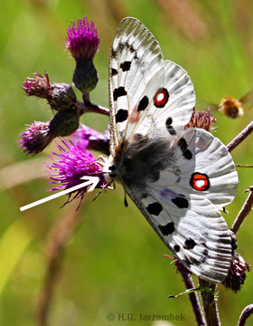 Apollofalter-mit-Krabbenspinne