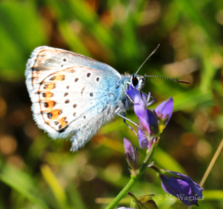 Plebejus-argus_Vogel-Wicke