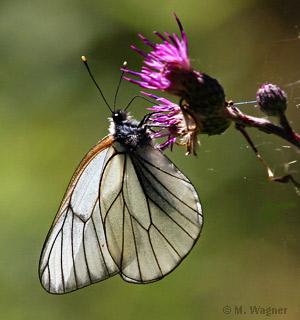 Baumweissling_Acker-Kratzdistel