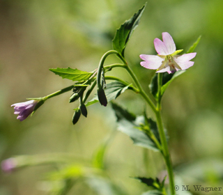 Berg-Weidenröschen  Epilobium montanum