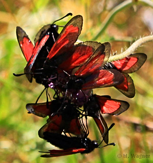 Bibernell-Widderchen an Acker-Witwenblume