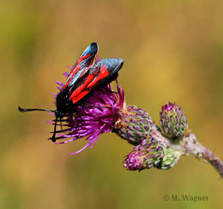 Bibernell-Widderchen_Acker-Kratzdistel