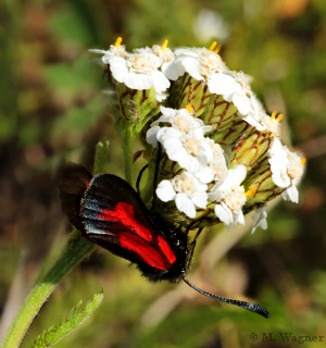 Bibernell-Widderchen_Sumpf-Schafgarbe