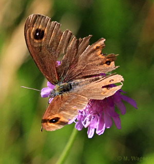 Braunauge_Acker-Witwenblume