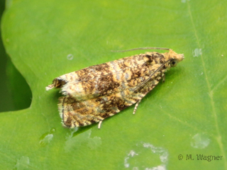 Celypha-lacunana--Dunkler-Brennnesselwickler