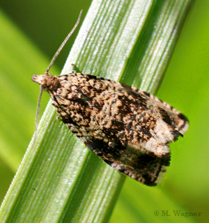 Celypha-lacunana