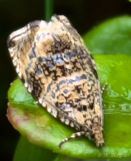 Celypha-lacunana-2024