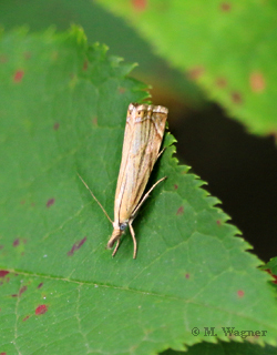 Chrysoteuchia-culmella-auf-Pappelblatt