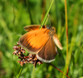 Coenonympha-arcania-im-Flug