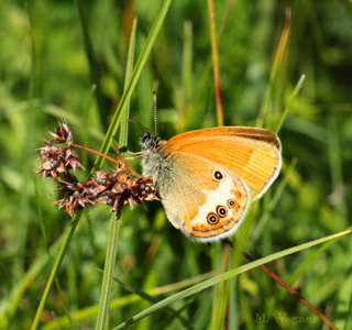 Coenonympha arcania